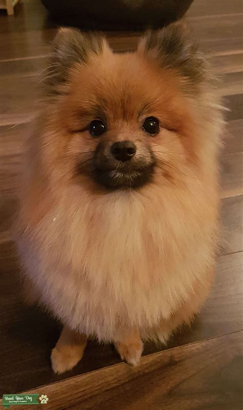 Pomeranian Stud Orangesable Pedigree Kc Reg Stud Dog In