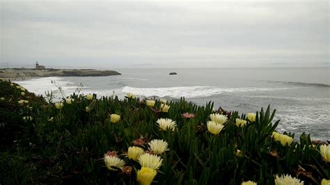 Bouquets of fresh flowers, baskets with delicious gifts and original compositions. Santa Cruz Beautiful Flowers - YouTube