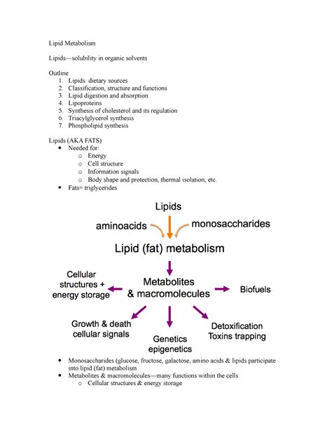 Lipid Metabolism 1 Detailed Notes StuDocu