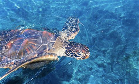Maui Ocean Center Celebrates Birthday Of Six Turtle
