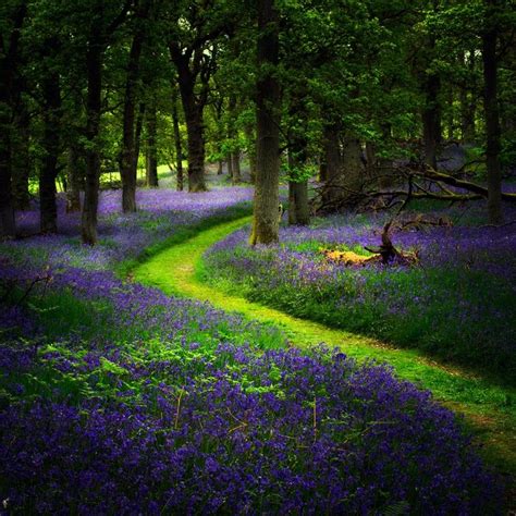 Bluebell Path Perthshire Scotland Photo Via Suzanne Landscape