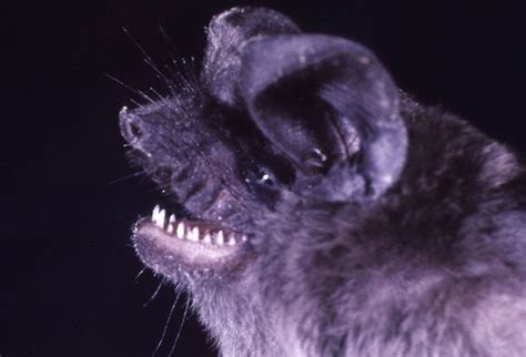 44 Weirdest Looking Bat Species That Are Harmless To Humans Page 3 Of