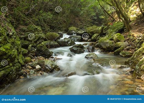 Small River With Stream In The Forest Stock Image Image Of Rocky