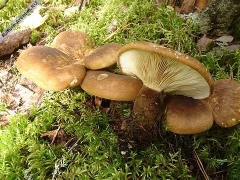 Съедобные грибы украины: описание, фото, грибные места и сезоны - Ферма