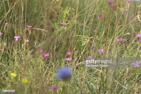Purple Poppy Animals Photos And Premium High Res Pictures Getty Images