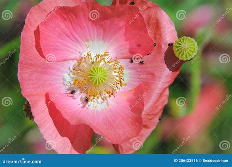 Red Icelandic Paper Poppy Flower Stock Photo Image Of Pastelcolor