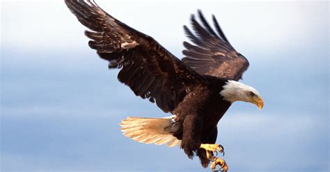 View may be obstructed.to purchase tickets, … Dodgers Eagle Celebrates Independence By Flying Away ...