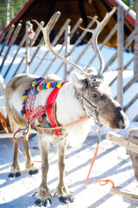 The Complete Lapland Finland Travel Guide Artofit