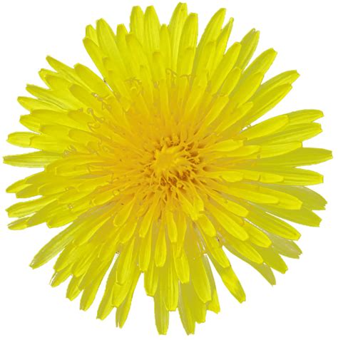 Yellow Dandelion Transparent Background Png Svg Clip Art For Web
