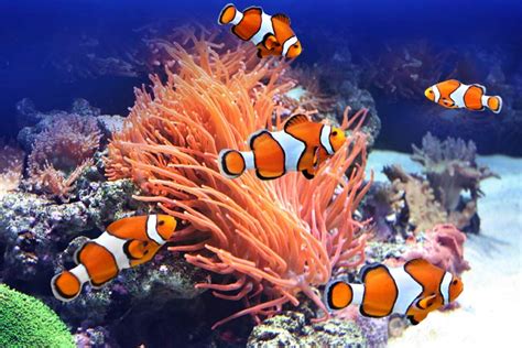 Clownfish are the cute little guys who spend the majority of their lives cuddled up with sea anemones. 15 Fascinating Clownfish Facts And Information For Kids