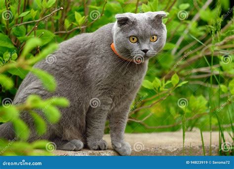 Beautiful Portrait Of A Scottish Fold Cat Stock Image Image Of Light