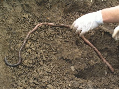 Worlds Longest Worm Giant Gippsland Earthworm
