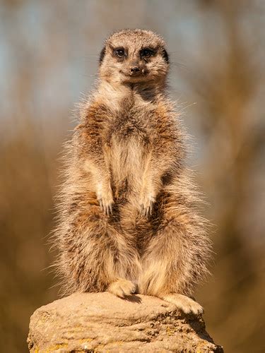 Meerkat Meerkat At Whipsnade Zoo Permission To Use Please Flickr