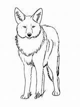 Coyote Coloring Printable sketch template