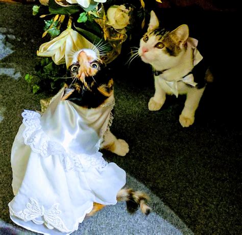 9 Cat Wedding Tips Adventures In Dance