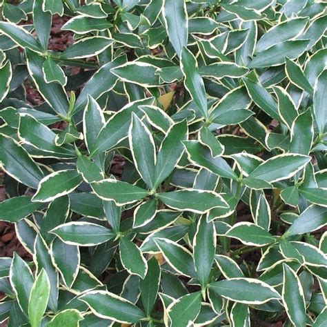 Daphne Odora Aureomarginata Highly Fragranced Hardy Evergreen Shrub