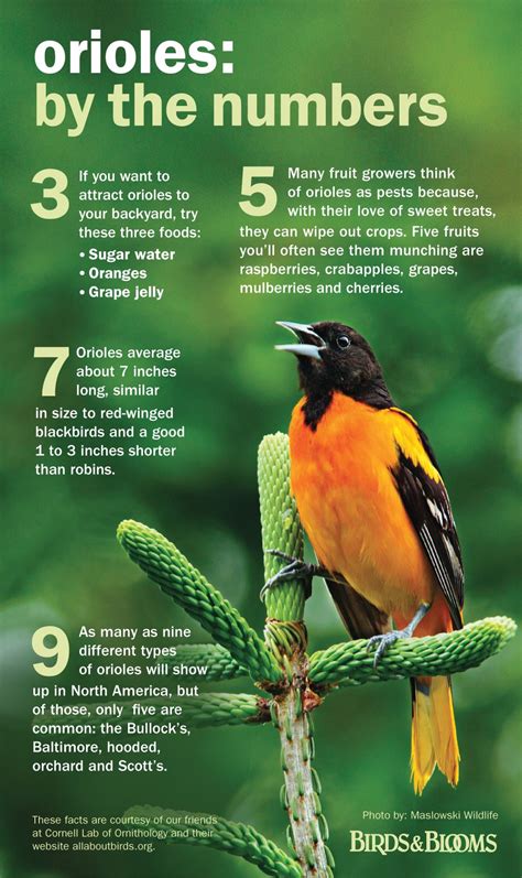 Baltimore oriole and orchard oriole: Love Orioles as much as we do? Here are some fun facts ...