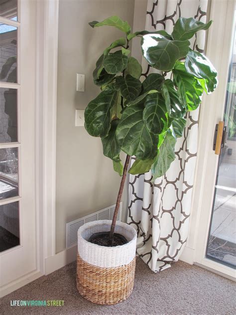 It is a colloquial term for the violin, used by players in all genres including classical music. Fiddle Leaf Fig: A Few Updates - Life On Virginia Street