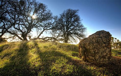 Celtic Forest Wallpapers Top Free Celtic Forest Backgrounds