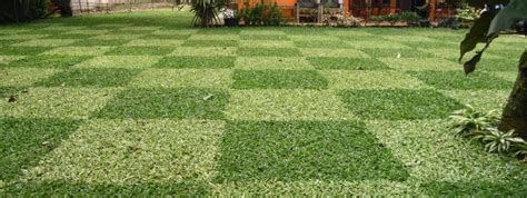 Benih rumput | jual benih rumput lapangan sepak bola dan taman benih rumput bahia ditanam untuk digunakan di halaman atau padang rumput, padang rumput. TukangTamanIndo: JUAL RUMPUT | TUKANG RUMPUT | JUAL ...