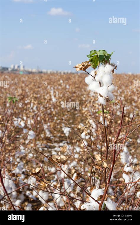 Cotton Production Southern States Hi Res Stock Photography And Images