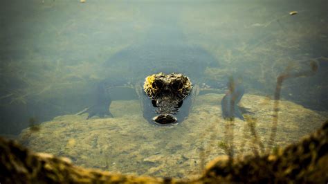 Thousands Of Florida Alligators Removed For Bad Behavior