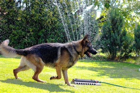 Different Types Of Short Haired German Shepherds Pethelpful