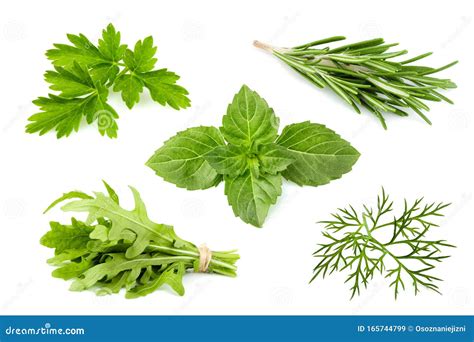 Fresh Herbs On A White Background Stock Image Image Of Bunch