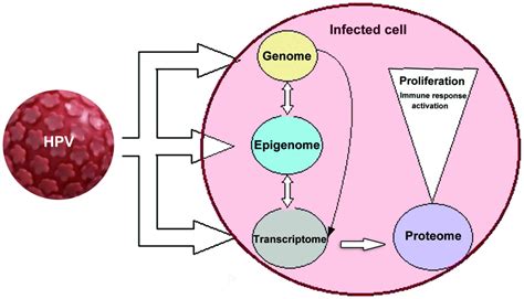 Human Papilloma Virus Apprehending The Link With Carcinogenesis And Unveiling New Research