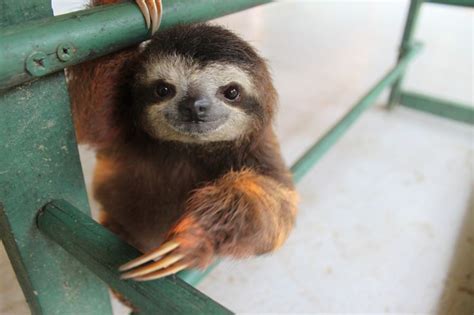 Sloths — Cute Overload | Super sloths | Pinterest