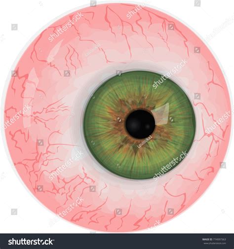 Realistic Human Eyeball Green Vector Eye Stock Vector Royalty Free
