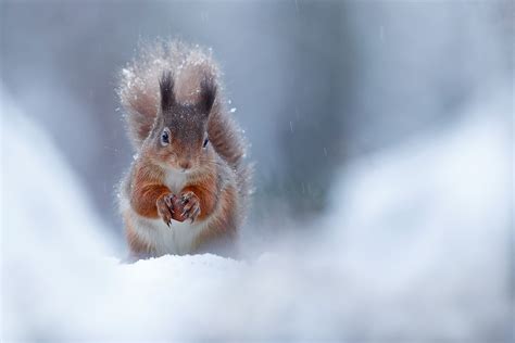 How To Photograph Winter Wildlife Nature Ttl