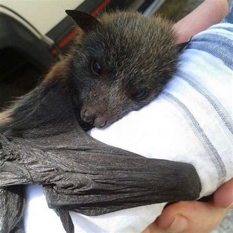 Bat Snuggles Cute Bat Bat Animal Baby Bats