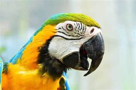 Beautiful Macaw Parrot Portrait Stock Image Image Of Cute Parrot