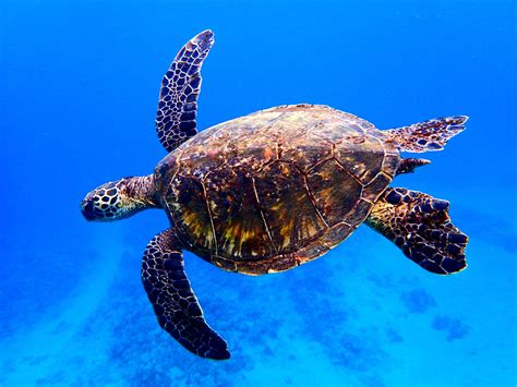 Can Sea Turtles Live In Freshwater Freshwater Turtles How To Care For