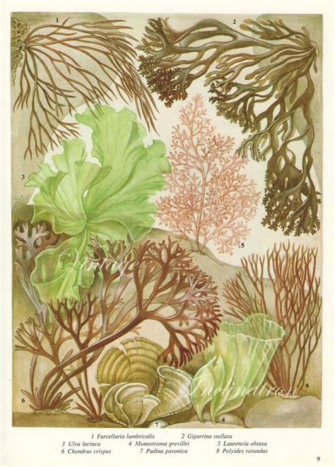 Vintage Botanical Prints Botanical Art Botanical Drawings Nature