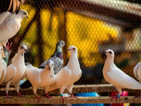 Pigeon Breeding Barn Its Specifications And The Most Important