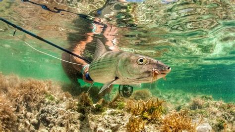 Fly Fishing For Bonefish Florida Keys Fly Fishing