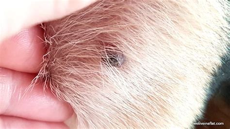 Skin Cancer Spots On Dogs