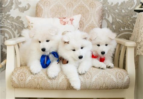 Use the search tool below and browse adoptable samoyeds! Samoyed Puppies For Sale | Batesburg-Leesville, SC #160557