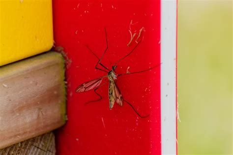Welche Farben Ziehen Mücken An Laut Einer Studie Kann Das Farbkonzept