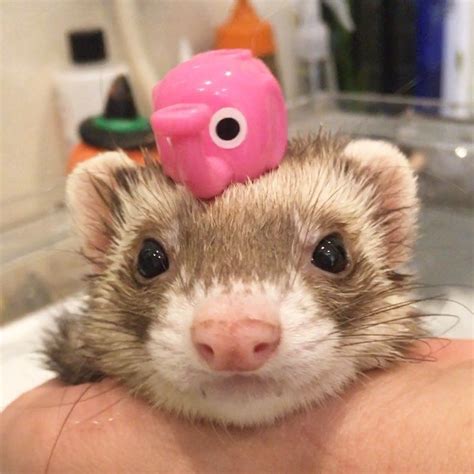 However, you can take some steps to make baths more comfortable. What can I bathe my ferret with? | Cute ferrets, Funny ...