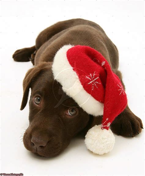 Dog Chocolate Labrador Retriever Pup Wearing A Santa Hat Photo