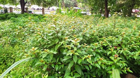 Firebush Everything You Should Know Before Planting