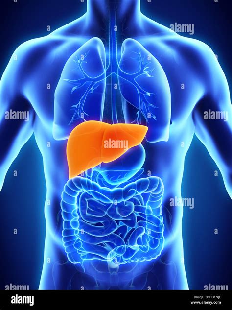 Human Liver Anatomy Stock Photo Alamy