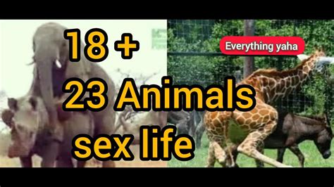 Animals Sex Life Youtube