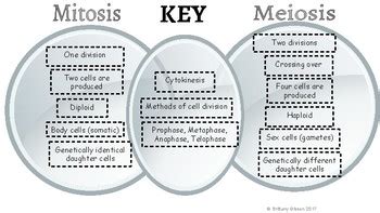 Meiosis Vs Mitosis Venn Diagram Free Wiring Diagram