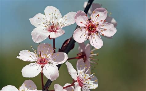 Beautiful Flowers Cherry Blossom Photo 25312256 Fanpop