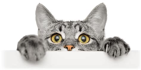 View Transparent Png Curious Cat Logo Pics Free Png And Transparent
