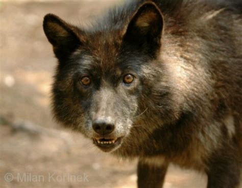 Interior Alaskan Wolf Yukon Wolf Maned Wolf Canis